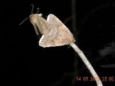 Orthosia sordescens копуляция